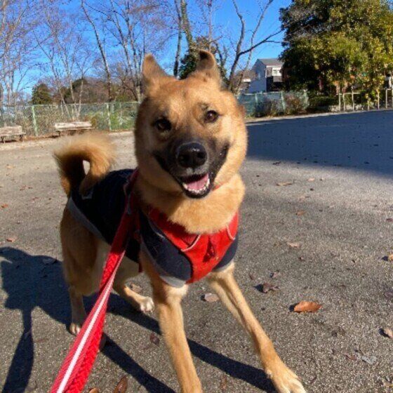 笑顔がかわいいMIXの茶豆ちゃん