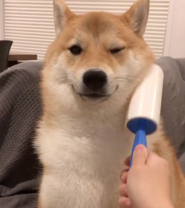 マッサージしてもらう柴犬