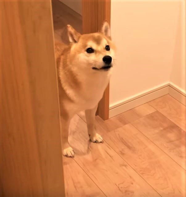 散歩に行きたい柴犬