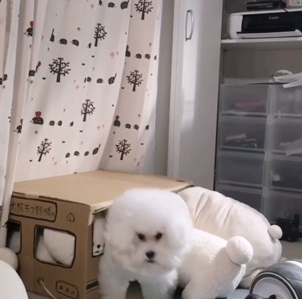ダンボールの中に入るトイ・プードル