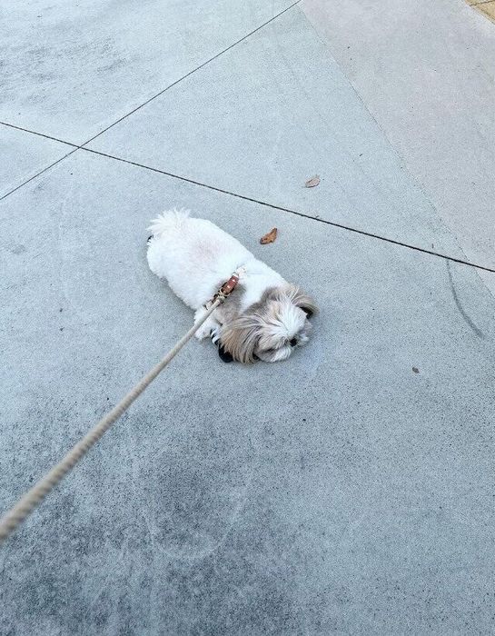 散歩拒否もかわいいしろちゃん