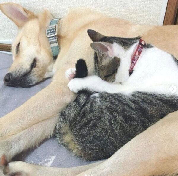 くっついて眠るくるりちゃん、ななちゃん