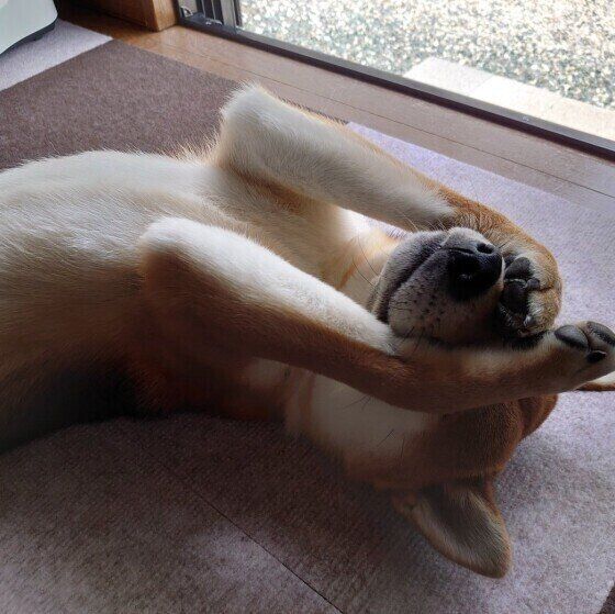 柴のはちくん