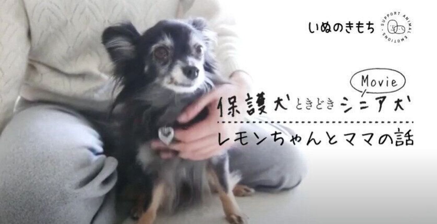 元保護犬レモンちゃんが過ごす穏やかな日々 先輩犬と一緒に元気に走り回るように いぬのきもちweb Magazine 元保護犬レモンちゃんが過ごす穏やかな日々 先輩犬と一緒に元気に走り回るように いぬのきもちweb Magazine