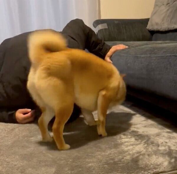 ボールを探す飼い主さんの邪魔をする、おだしくん