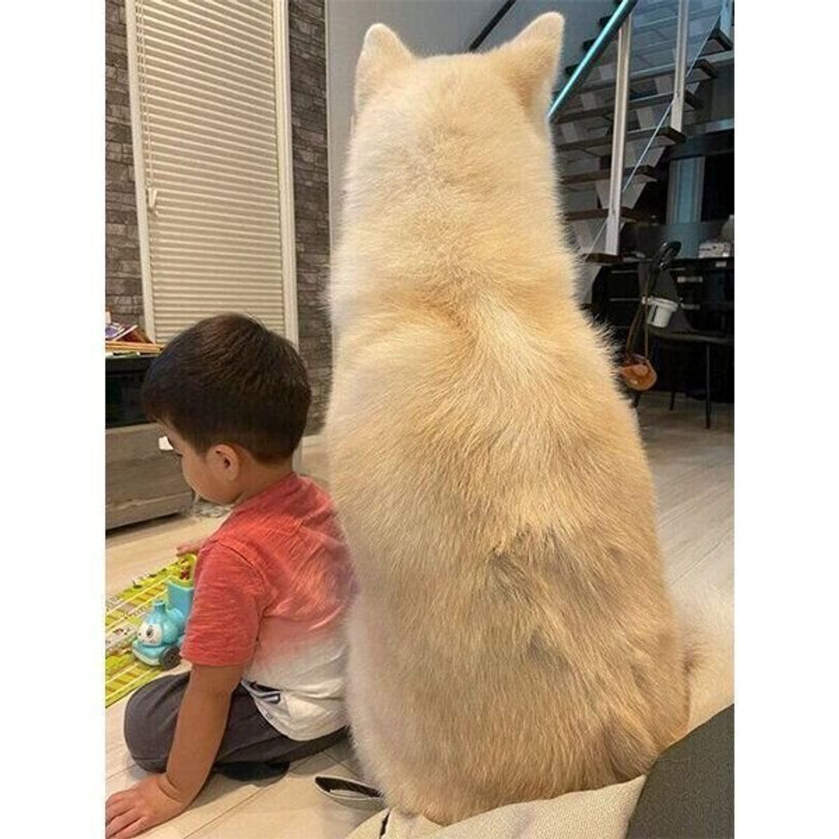 雷が怖くて震える犬に ぴったりくっつく2才の男の子 おにーわんは ボクが守る な姿が愛おしすぎる いぬのきもちweb Magazine 雷が怖くて震える犬に ぴったりくっつく2才の男の子 おにーわんは ボクが守る な姿が愛おしすぎる いぬのきもちweb Magazine