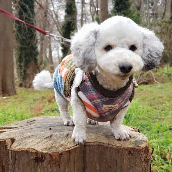 切り株に乗る犬