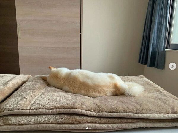 ベッドの上で眠るラッキーくん