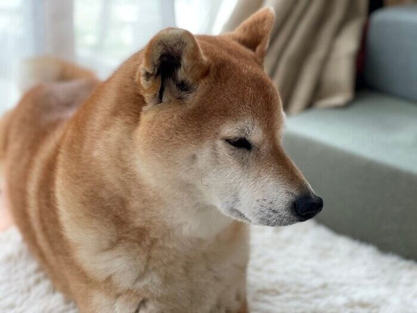 やってきました換毛期 ブラッシングが気持ちよくてウトウトしちゃう柴犬マロたん いぬのきもちweb Magazine やってきました換毛期 ブラッシングが気持ちよくてウトウトしちゃう柴犬マロたん いぬのきもちweb Magazine