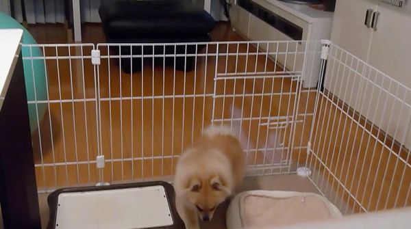 歩くポメラニアン