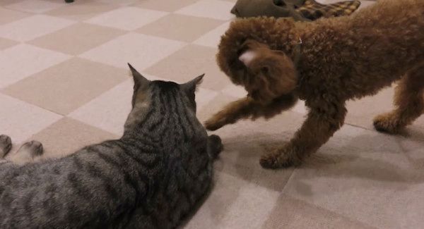 トイ・プードルの子犬と猫