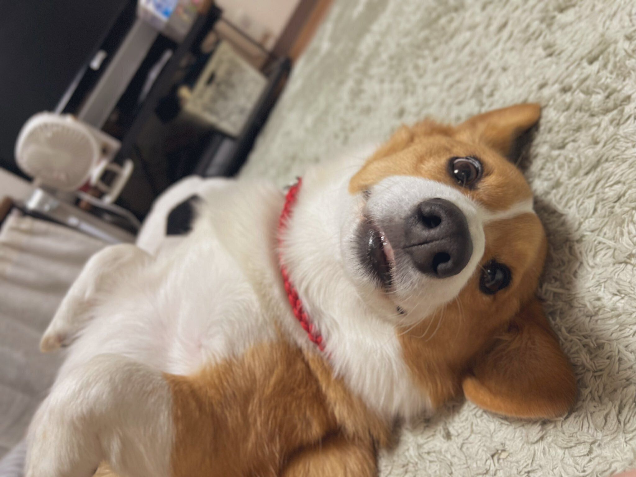 寝転がるアインくん