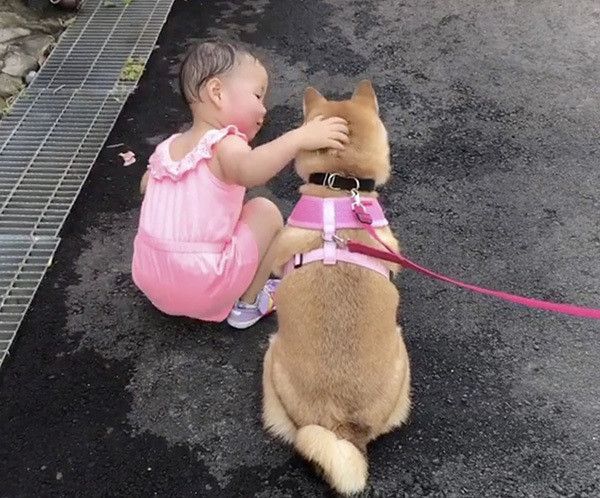 柴犬と女の子