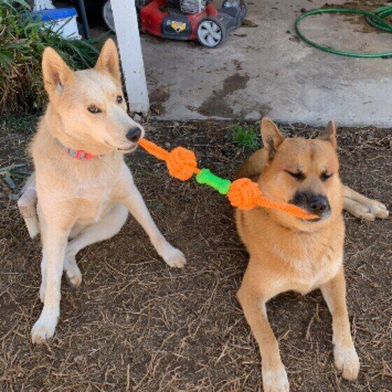 外出中に熱中症と思われる様子がみられた場合の対処法 いぬのきもち