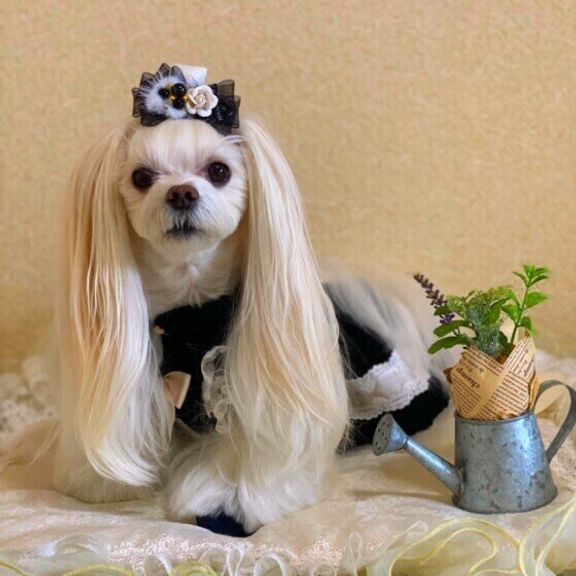 マルチーズ