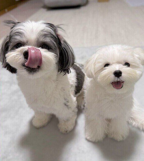 生後8カ月のマルチーズ（右）と先住犬（左）