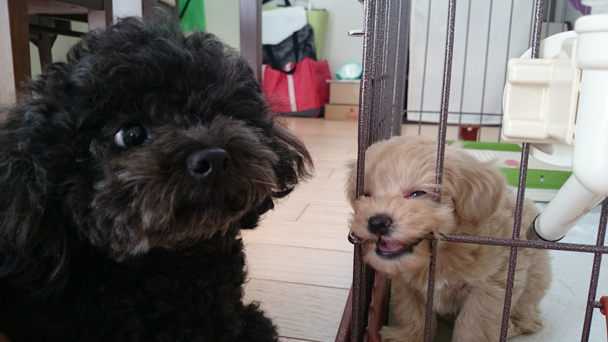 わんぱく盛りだったの頃の犬（写真：右）とトイプードル（写真：左）