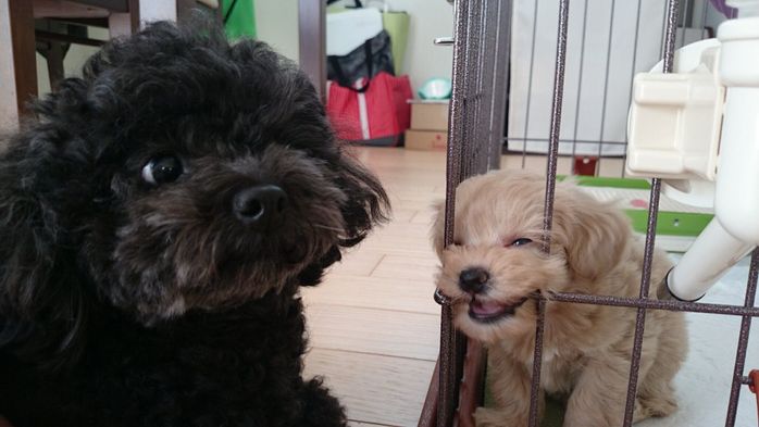 わんぱく盛りだったの頃の犬(写真:右)とトイプードル(写真:左)