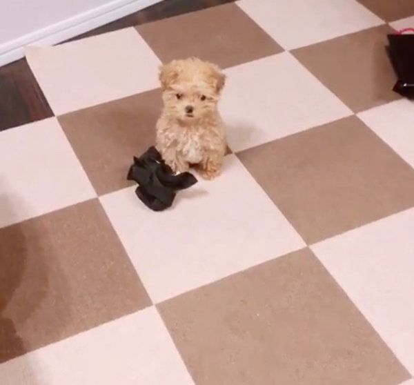 マジックテープで綱引きをするトイ・プードル