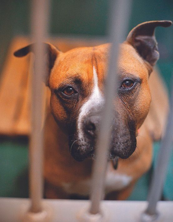 初めてセンターを訪れたときに出会った大型犬。写真は収容された直後の表情（犬丸さん撮影）