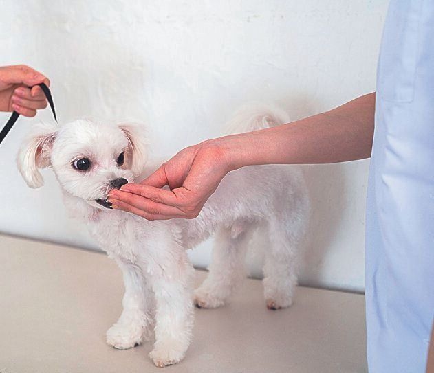 動物病院の中では…