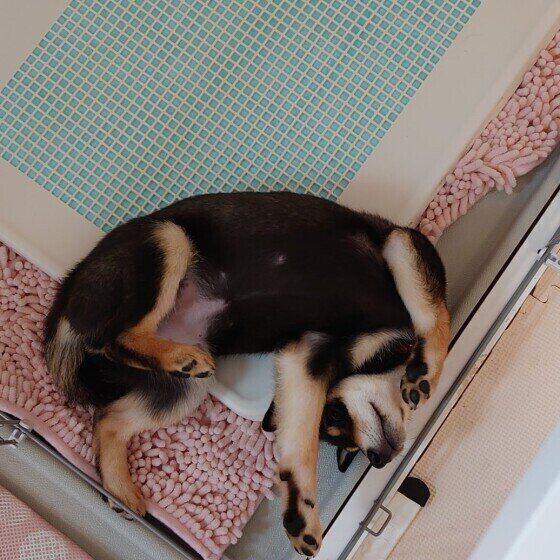 トイレで眠る柴犬