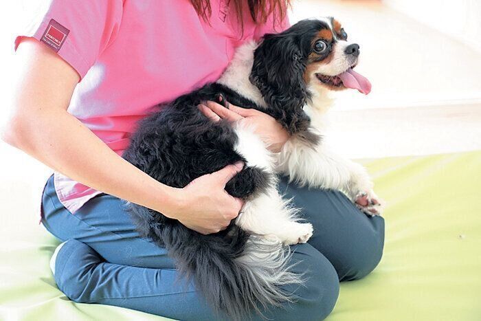 後ろ足をマッサージされる犬