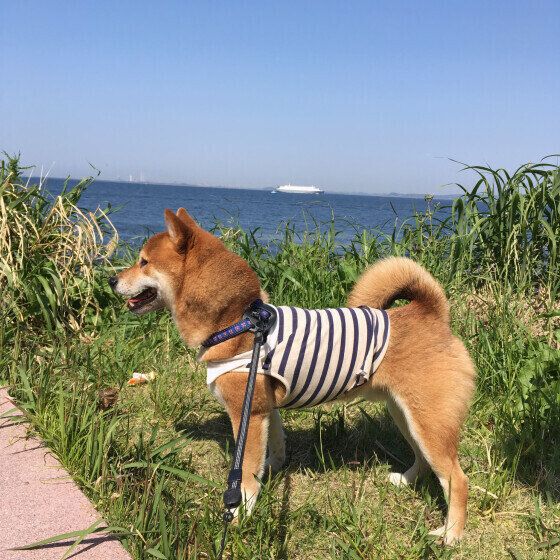 犬のしっぽの役割とは? 犬のしっぽの様子から感情を読み取るときのポイント 柴犬 いぬのきもち