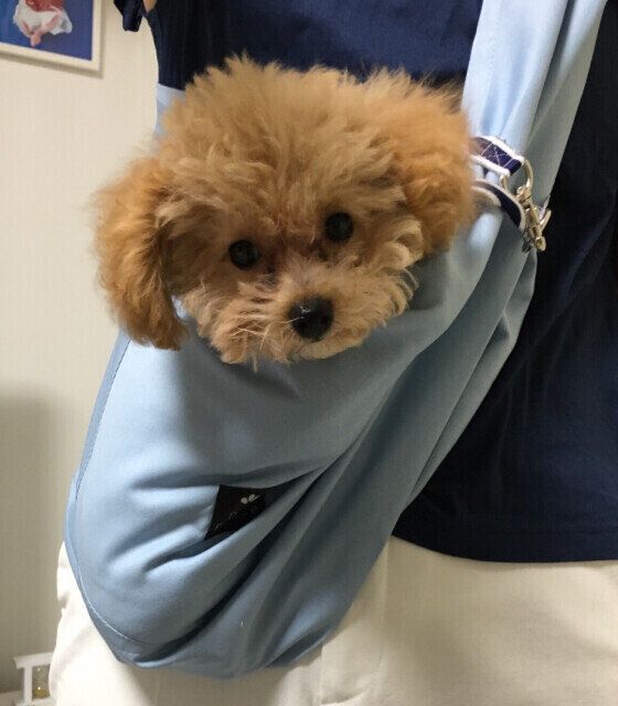 トイ・プードルのココちゃん