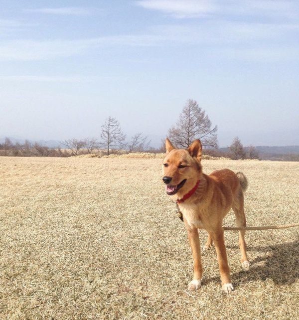 雑種の麦ちゃん