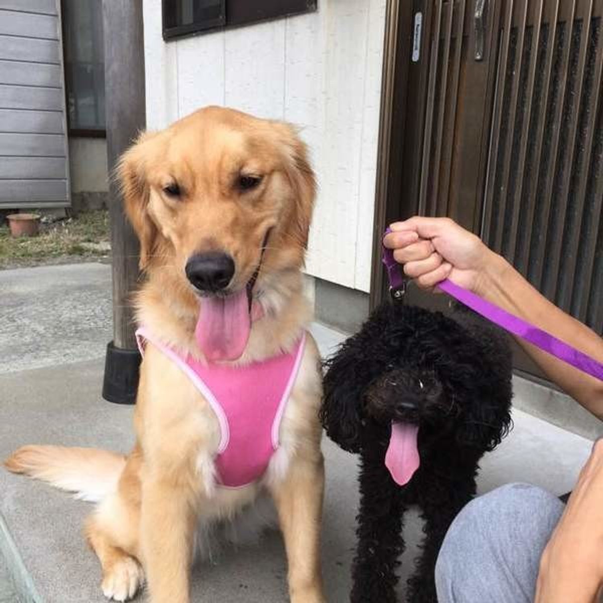 獣医師監修 犬の体温が高い 平熱は何度 測る方法は こんな犬種は要注意 いぬのきもちweb Magazine 獣医師監修 犬の体温が高い 平熱は何度 測る方法は こんな犬種は要注意 いぬのきもちweb Magazine