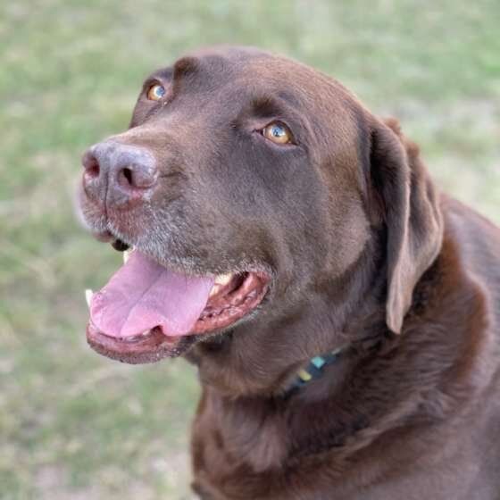 ラブラドール・レトリーバーのスカイくん