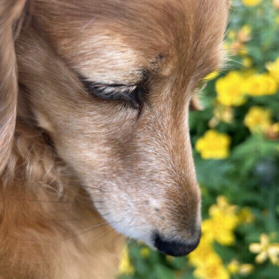 シニア犬の老いにどう向き合う？ 考えておきたい心構えを獣医師に聞いた いぬのきもち