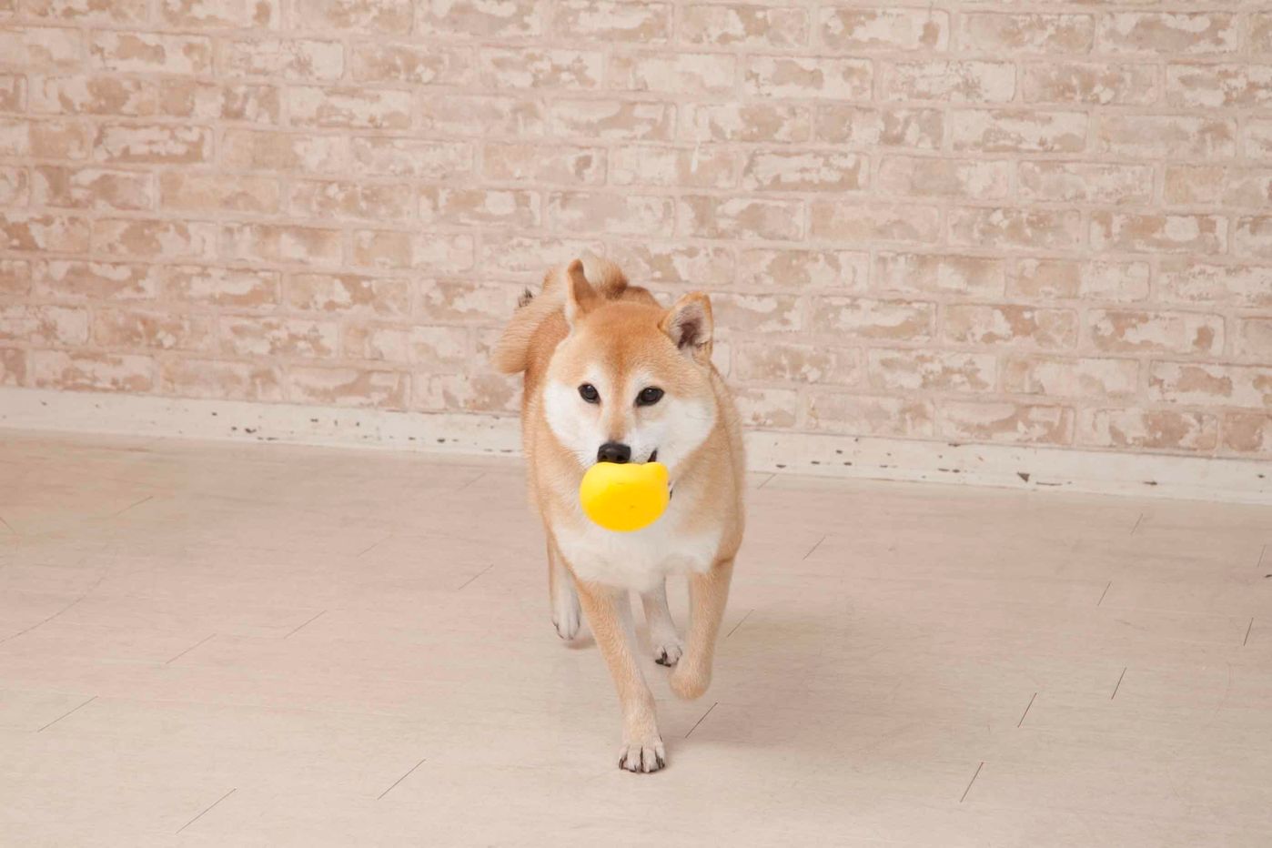 女子犬より男子犬のほうが やんちゃ だって本当なの いぬのきもちweb Magazine 女子犬より男子犬のほうが やんちゃ だって本当なの いぬのきもちweb Magazine