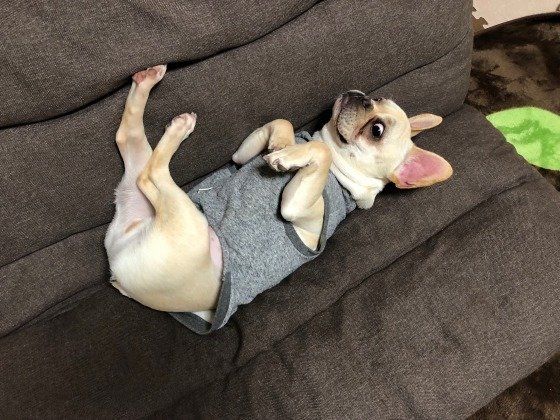 ヘソ天するフレンチ・ブルドッグ