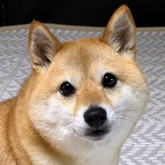 柴の福ちゃん