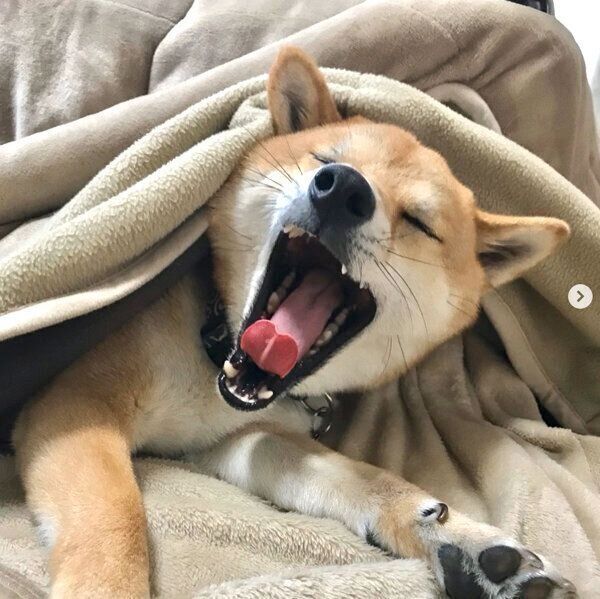 あくびをする蘭丸くん