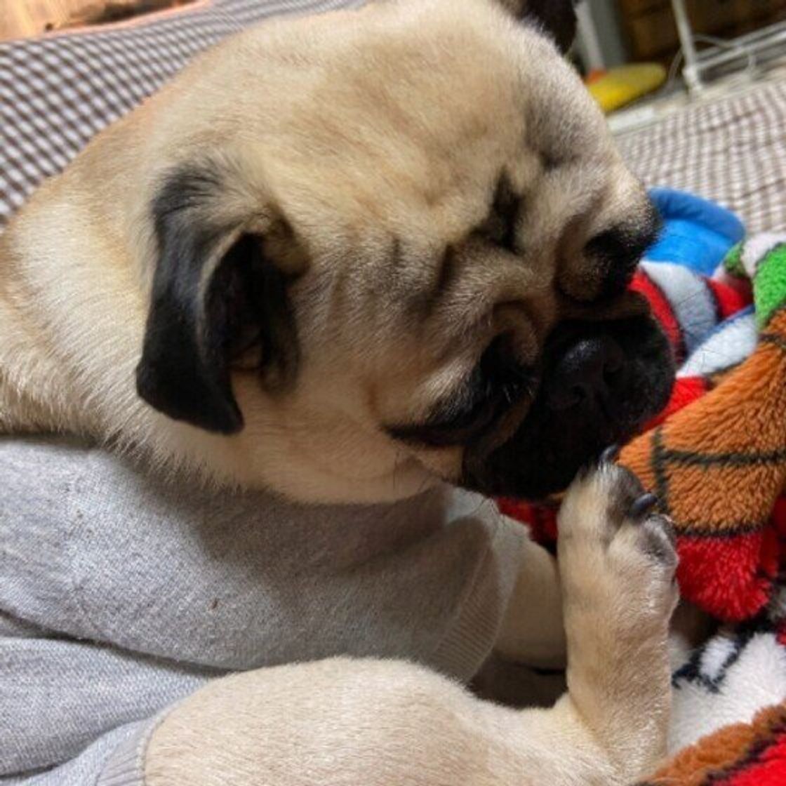 犬が 体をかく 理由とは 病的な原因のほかに考えられること 獣医師解説 いぬのきもちweb Magazine 犬が 体をかく 理由とは 病的な原因のほかに考えられること 獣医師解説 いぬのきもちweb Magazine