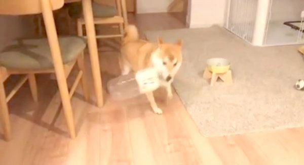 パパさんと追いかけっこをする柴犬のこてつくん