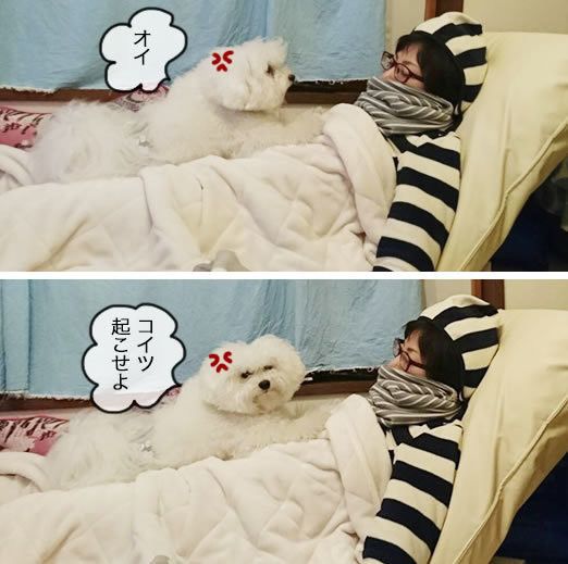 飼い犬に手を噛まれた大型連休 マシューとマルモともだち100わんできるかな いぬのきもちweb Magazine