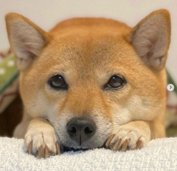 見つめるももちゃん