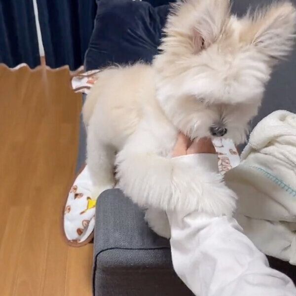 飼い主さんにしがみつくぽんたくん