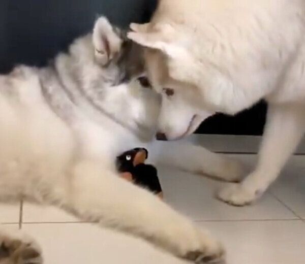 フィスくんに「無言の圧」をかけるグーちゃん