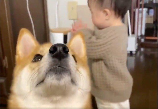 ドッグカメラに向かって「いたします」をする妹ちゃん