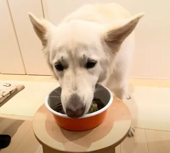 誕生日をむかえたホワイトシェパード