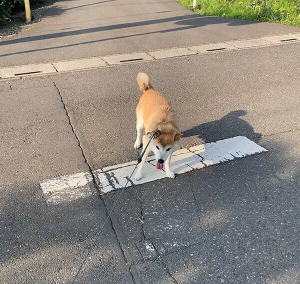 拒否柴中の福丸くん