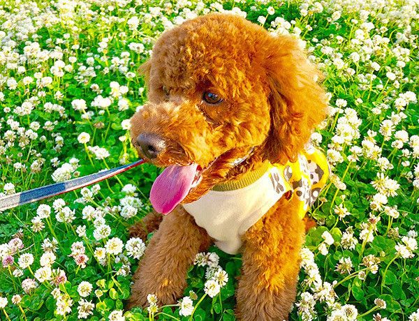 散歩するトイ・プードル