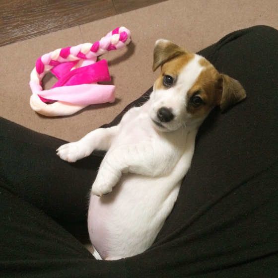 ソファにはまるジャック・ラッセル・テリア