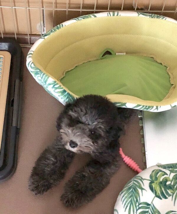 クッションの使い方をわかっていなかった、れあるくん