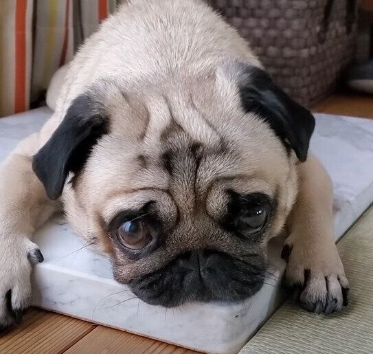 クールダウン中のぷぅちゃん